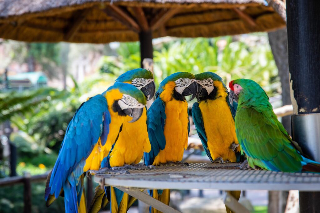 4 geel met blauwe Ara papegaaien