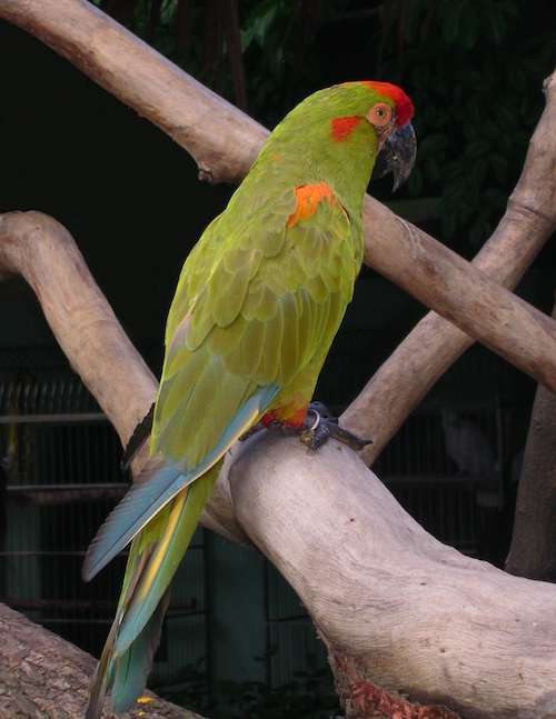 Roodwangara - groene papegaai