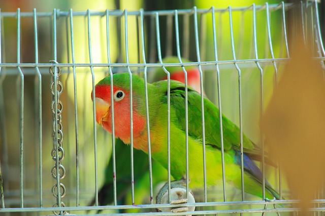 Tamme Agapornis in een kooi - papegaai van de oude wereld