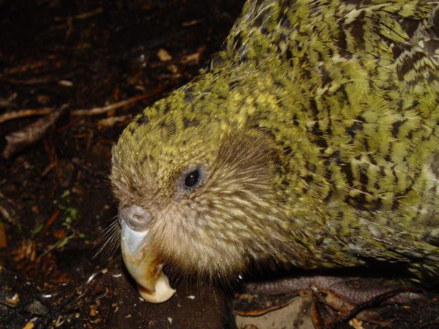 kakapo - Nieuw Zeelandse uilpapegaai