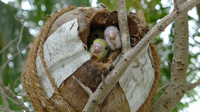 nestje met 2 jonge grasparkieten - voortplanting van de grasparkiet