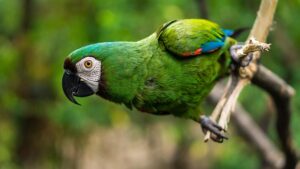 Prachtige groene papegaaiachtige
