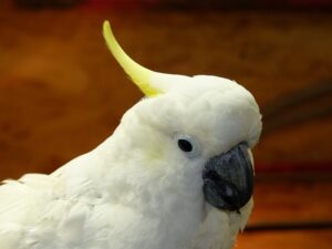 Alles over de witte papegaai - Witte geelkuifkaketoe