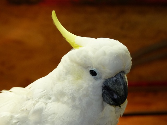 De witte papegaai – verschillende soorten