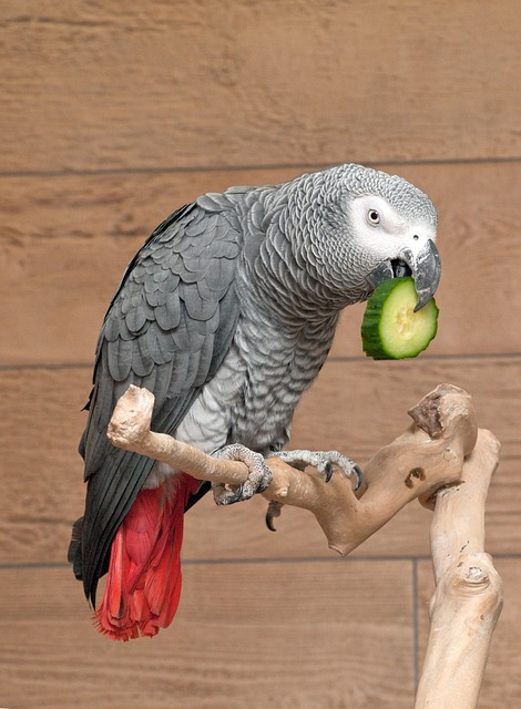 Etende grijze roodstaart papegaai
