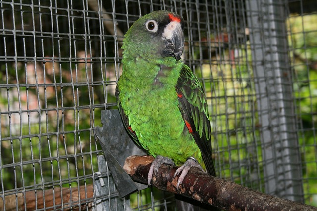 uiterlijk van de jardine papegaai