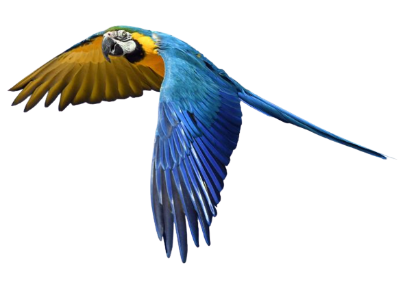 Vliegende blauwgele ara