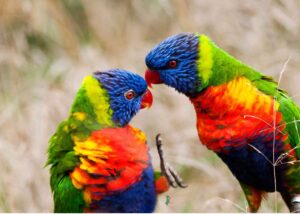 2 regenbooglori's - verschillende soorten papegaaien
