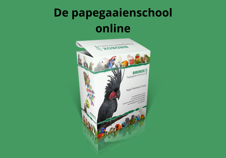 De papegaaienschool online - papegaaien cursus