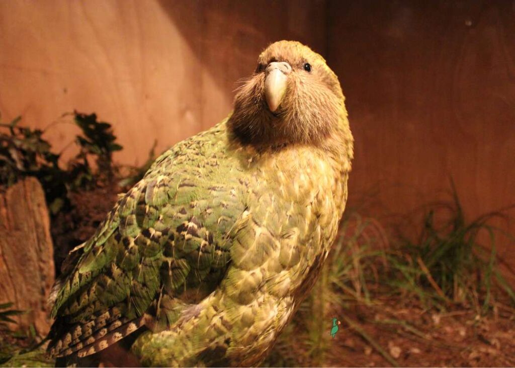 Kakapo - de zwaarste papegaai ter wereld