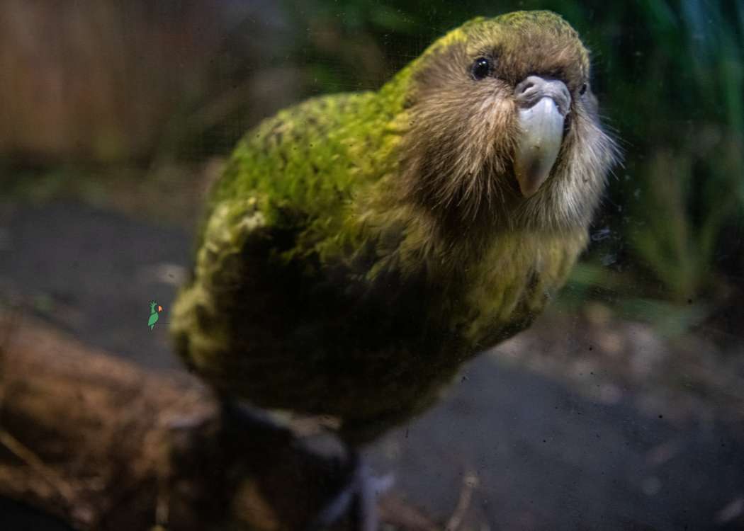 Kakapo - de nieuw-zeelandse uil-papegaai