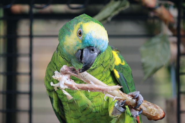 beste pratende papegaai: de Amazonepapegaai