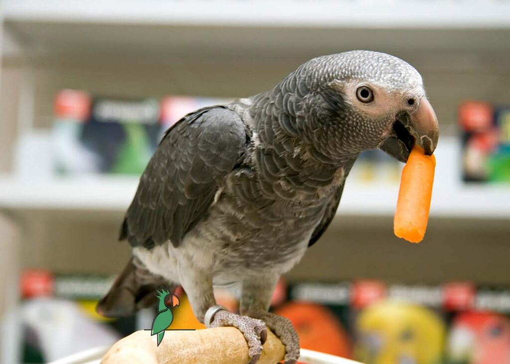 een etende grijze roodstaart papegaai