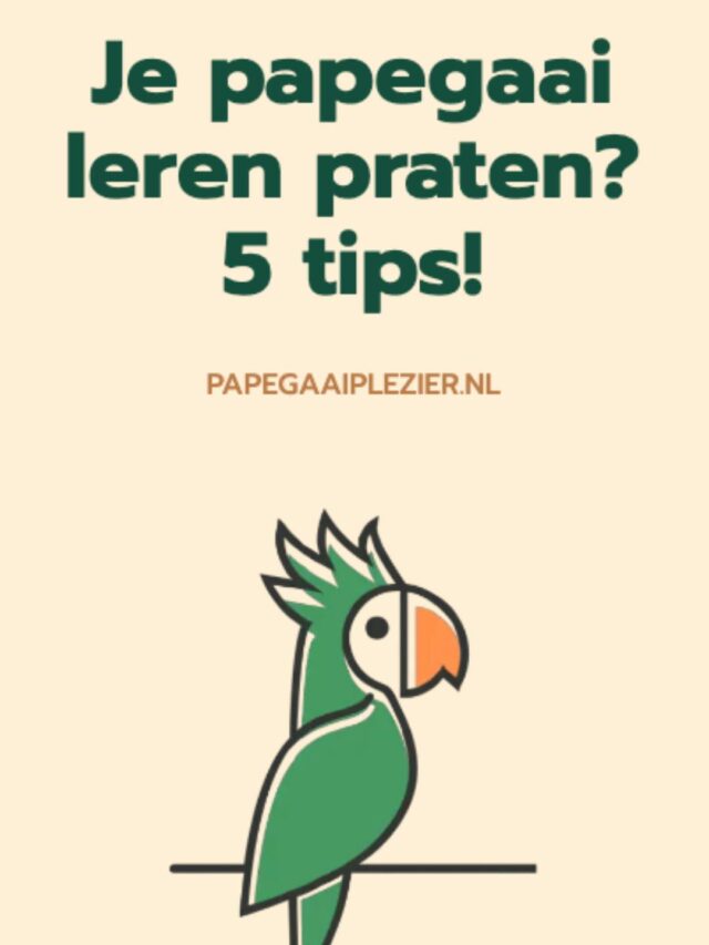 Papegaai leren praten: 5 tips!