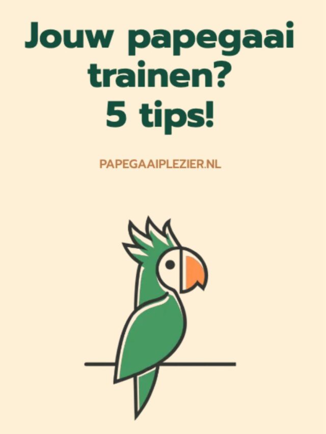 Papegaai trainen: 5 tips!