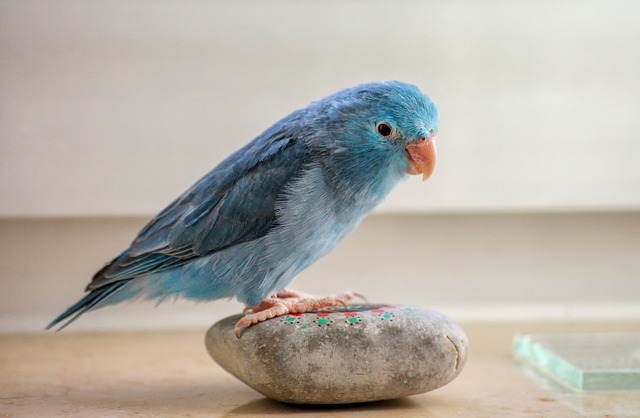 Blauwe Forpus papegaai